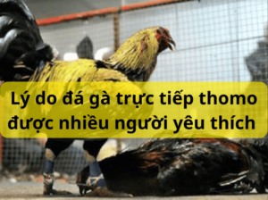 Lý do đá gà thomo lại được yêu thích đến như vậy?