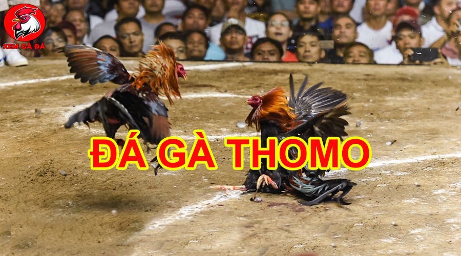 da ga thomo